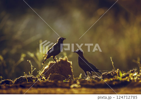 Cape Glossy Starling in Greater Kruger National park, South Africa Cape Glossy Starling in Greater Kruger National park, South Africa 124712785