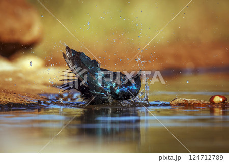 Cape Glossy Starling in Greater Kruger National park, South Africa 124712789