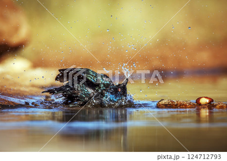 Cape Glossy Starling in Greater Kruger National park, South Africa 124712793
