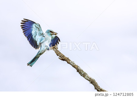 European Roller in Greater Kruger National park, South Africa European Roller in Greater Kruger National park, South Africa 124712805