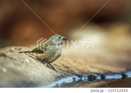 Green winged Pytilia in Greater Kruger National park, South Africa Green winged Pytilia in Greater Kruger National park, South Africa 124712810