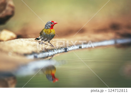 Green winged Pytilia in Greater Kruger National park, South Africa Green winged Pytilia in Greater Kruger National park, South Africa 124712811