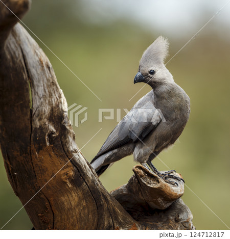 Grey go away bird in Greater Kruger National park, South Africa Grey go away bird in Greater Kruger National park, South Africa 124712817