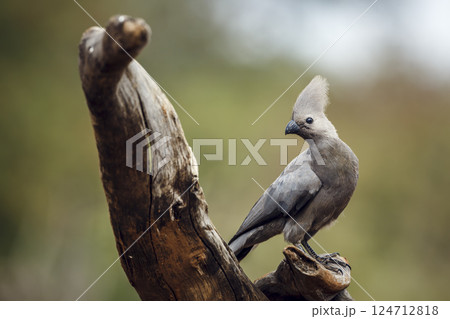 Grey go away bird in Greater Kruger National park, South Africa Grey go away bird in Greater Kruger National park, South Africa 124712818