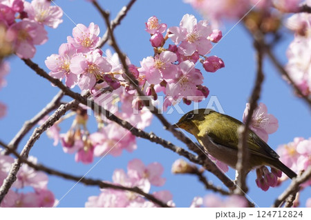 河津桜の枝に止まる美しいメジロ　春 124712824
