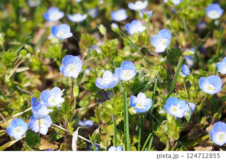 オオイヌノフグリの花 124712855