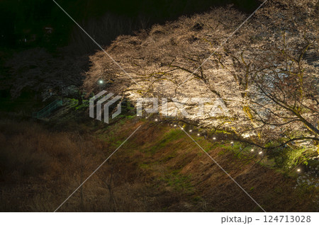 青梅 夜桜 ライトアップ 青梅 夜桜 ライトアップ 124713028