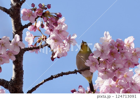 河津桜の枝に止まるかわいいメジロ　春 124713091