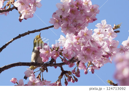 河津桜の枝に止まるかわいいメジロ 春 河津桜の枝に止まるかわいいメジロ 春 124713092