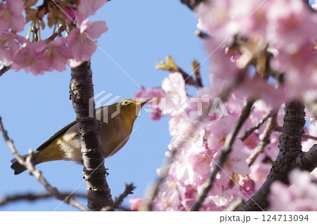河津桜の枝に止まる美しいメジロ 春 河津桜の枝に止まる美しいメジロ 春 124713094