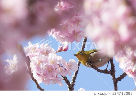 河津桜の枝にとまる美しいメジロ　春 124713095