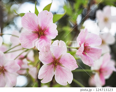 大島桜 124713123
