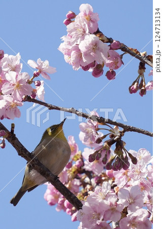河津桜の枝に止まるかわいいメジロ　春到来 124713134