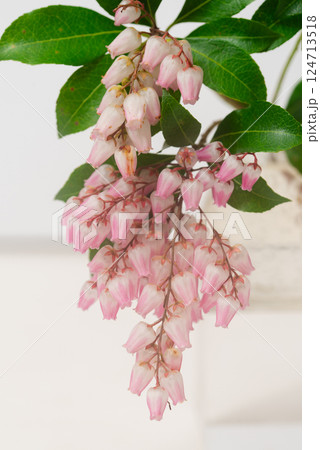 ピンクのアセビ 124713518