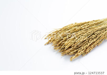 お米の稲穂 124713537