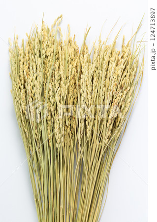 お米の稲穂 124713897