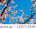 Spring Apricot Tree with Bright White Flowers 124713930