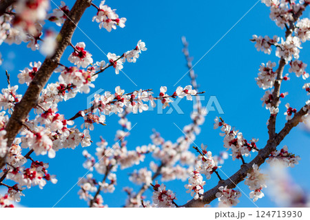 Spring Apricot Tree with Bright White Flowers Spring Apricot Tree with Bright White Flowers 124713930
