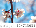 Spring Apricot Tree Flowers in Full Bloom 124713931