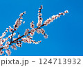 Spring Apricot Tree Flowering on Blue Sky background 124713932
