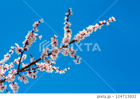 Spring Apricot Tree Flowering on Blue Sky background Spring Apricot Tree Flowering on Blue Sky background 124713932