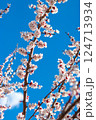 Seasonal Apricot Blossom Closeup with Sky 124713934