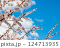 Natural Spring Apricot Tree Flowering on Sunny Day 124713935