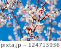 Flowering Apricot Tree on a Clear Spring Day 124713936