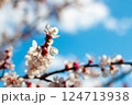 Blue Sky and Apricot Blossoms Spring Scene 124713938