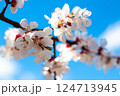 Apricot Tree Blossoming Under Blue Sky in Spring 124713945