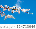 Apricot Flowers Blooming Under Clear Sky 124713946