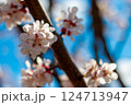 Apricot Branch with Flowers and Bright Sky 124713947
