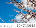 Apricot Blossoms in Morning Light Against Sky 124713948