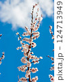 Apricot Bloom with Vibrant Blue Sky and Sunlight 124713949