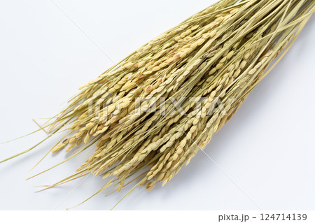 お米の稲穂 124714139