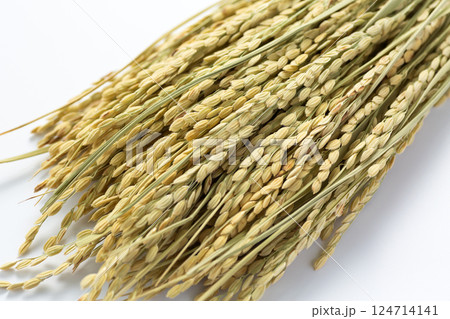 お米の稲穂 124714141