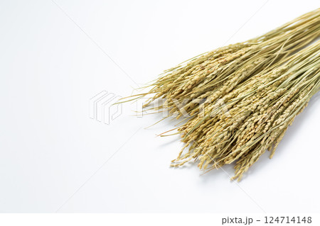 お米の稲穂 お米の稲穂 124714148