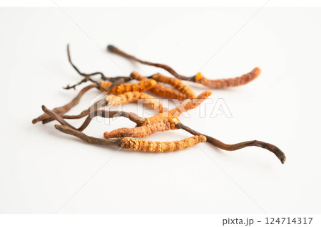 Cordyceps sinensis or Ophiocordyceps sinensis isolated on white background, mushroom herb treatment medicine. Cordyceps sinensis or Ophiocordyceps sinensis isolated on white background, mushroom herb treatment medicine. 124714317