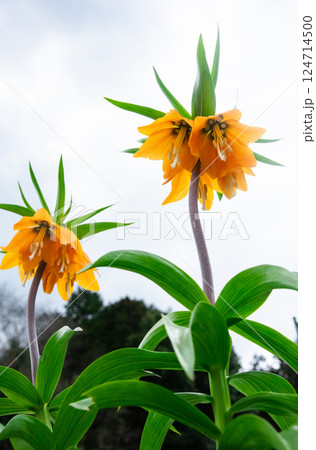 ヨウラク百合の花 ヨウラク百合の花 124714500