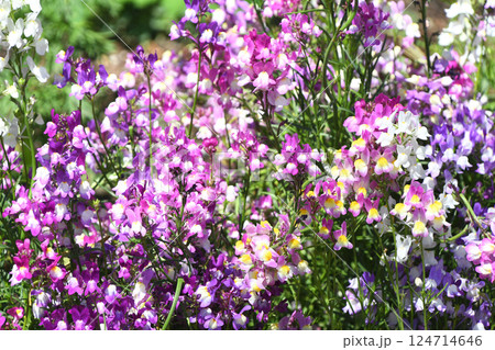 リナリア（姫金魚草） 124714646