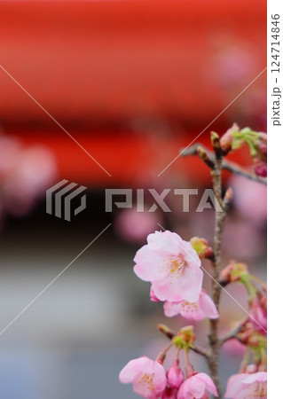 咲き始めの陽光桜 咲き始めの陽光桜 124714846