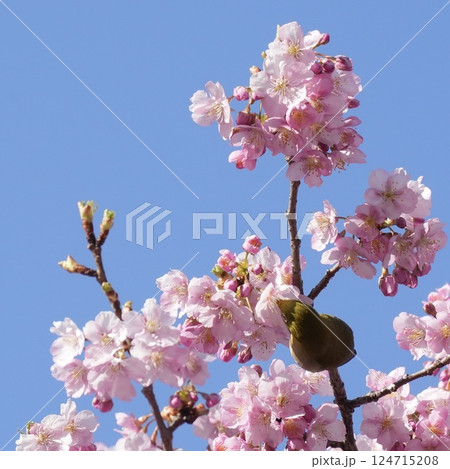 河津桜の蜜を吸うメジロ　青空背景 124715208