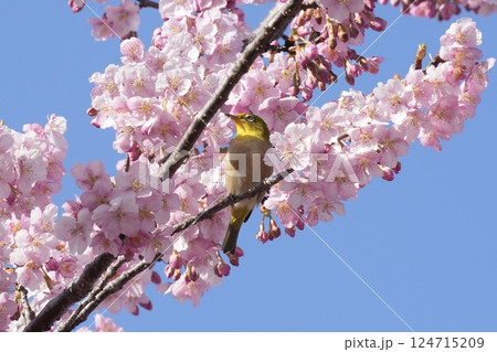 満開の河津桜の枝に止まる美しいメジロ 春 満開の河津桜の枝に止まる美しいメジロ 春 124715209