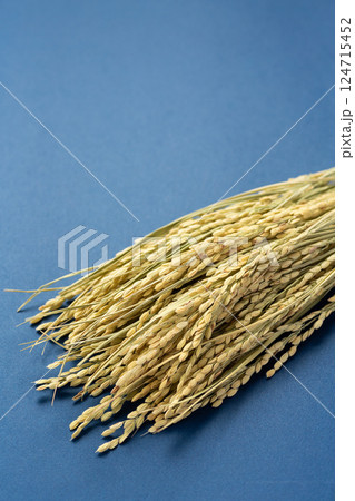 お米の稲穂 124715452