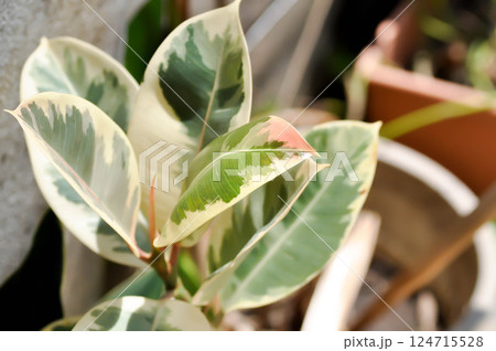 Decora Tree, Indian Rubber Tree or Rubber Plant or Variegated Indian Rubber or Ficus elastica or Assam Rubber 124715528