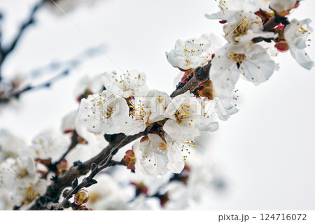 Blooming apricot tree, branch with white flowers Blooming apricot tree, branch with white flowers 124716072