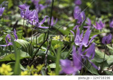 春の山野草カタクリの花が咲く 124716196