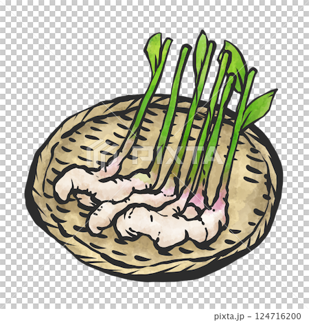 新鮮生薑的手繪插圖 124716200