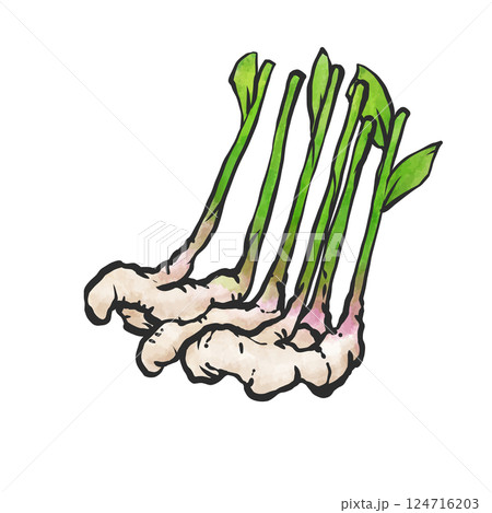 新ショウガの手描き筆絵風イラスト 124716203