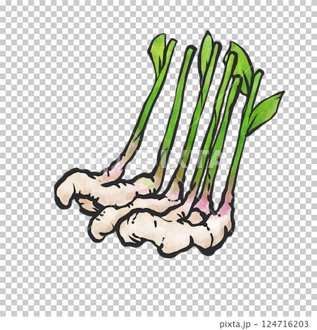 新ショウガの手描き筆絵風イラスト 124716203